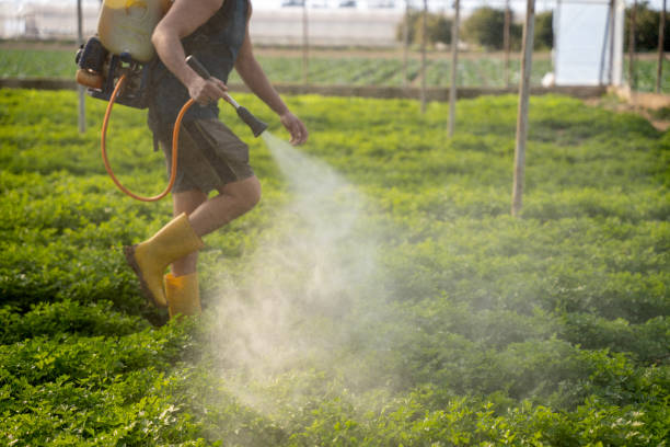 Best Wasp Removal Services  in Riviera Beach, FL