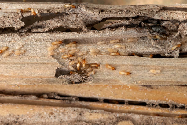 Best Insect Control  in Riviera Beach, FL